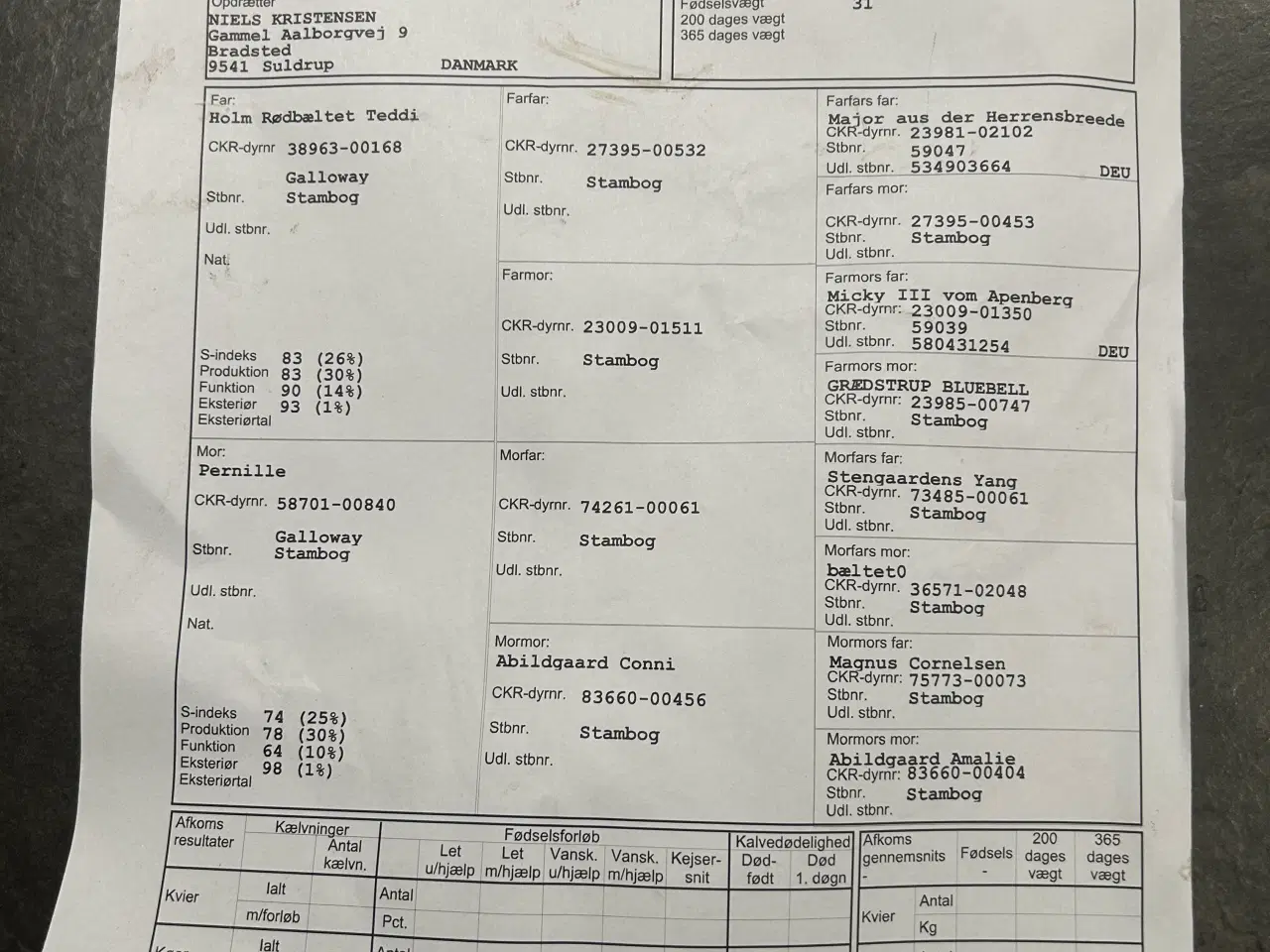 Billede 1 - Galloway tyrkalv 