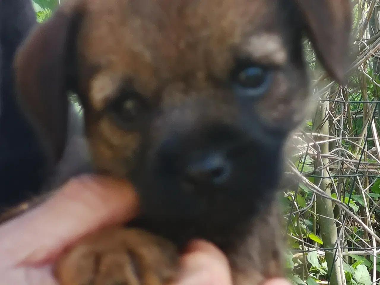 Billede 2 - Border Terrier hvalp.