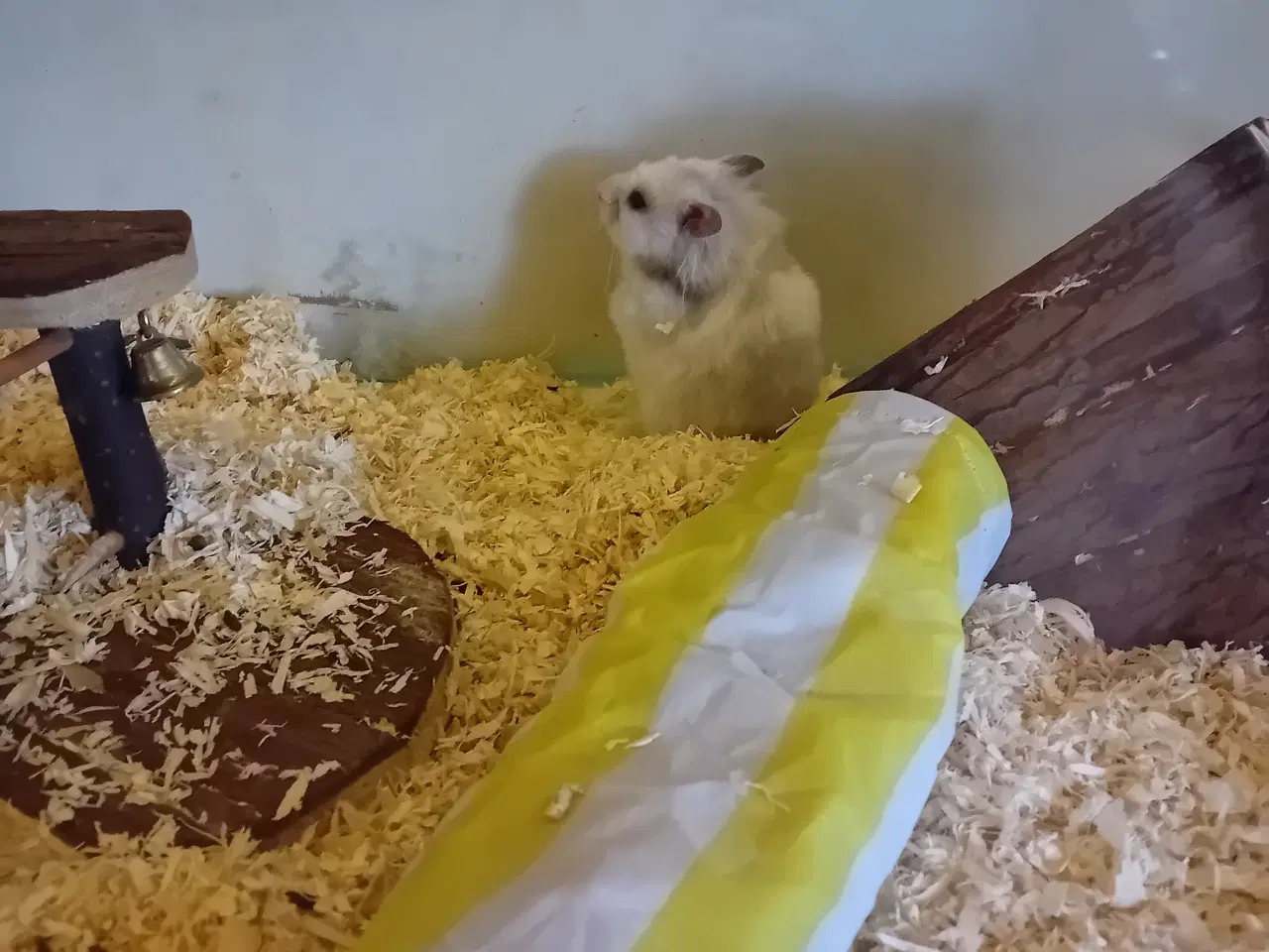 Billede 1 - 2 stk hamster piger 
