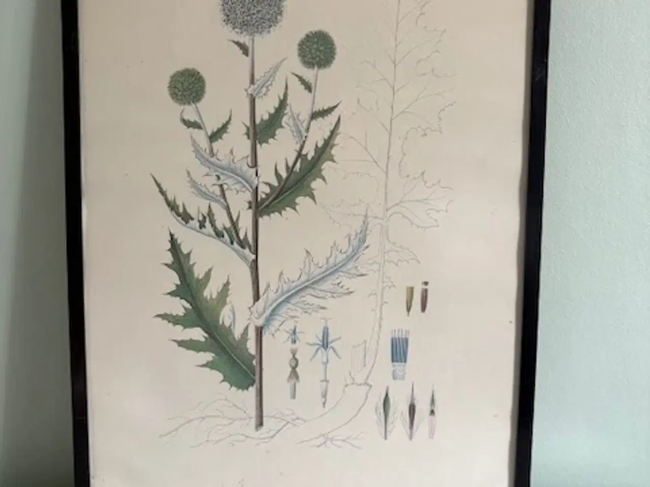 Billede 1 - Flora Danica botanisk plakat indrammet