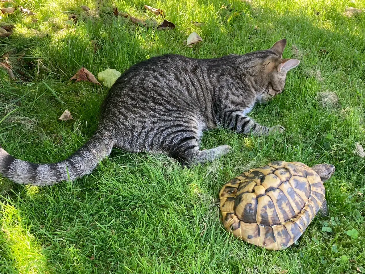 Billede 3 - Skildpadde søger nyt hjem 