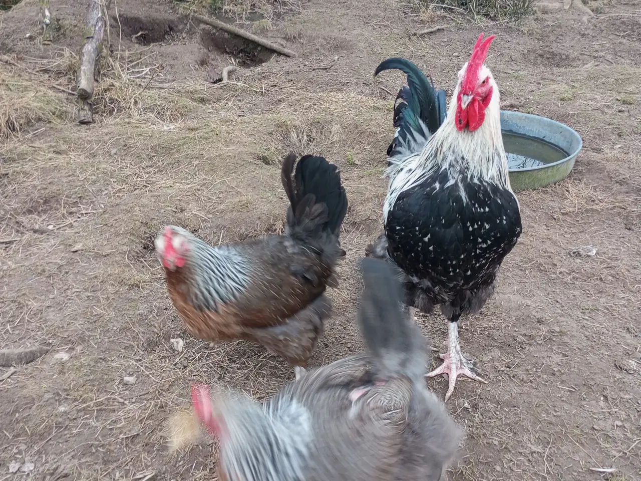 Billede 2 - Sølv laks maran rugeæg stor race 