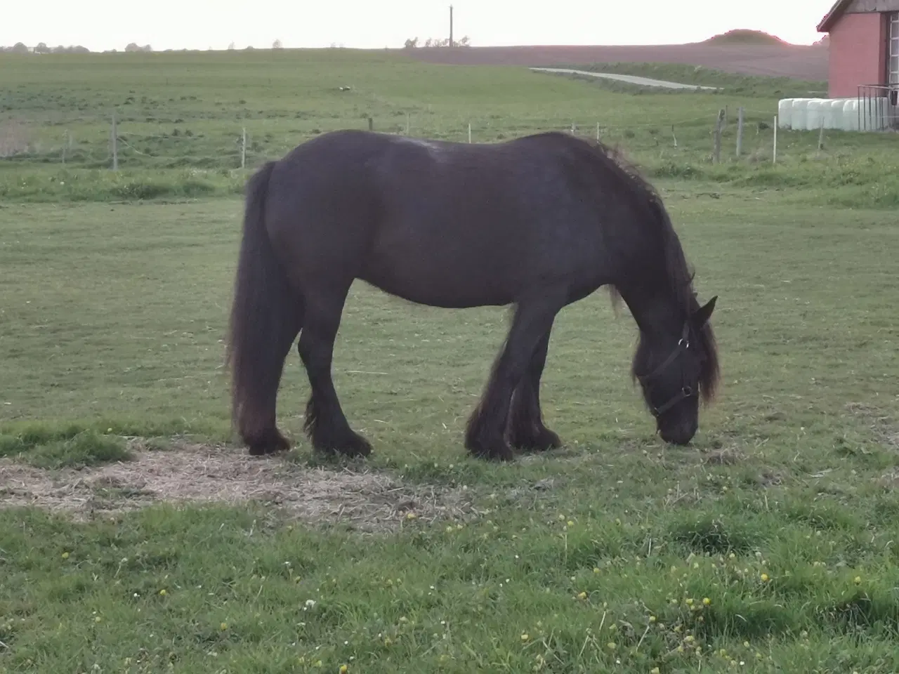 Billede 2 - Fellpony hoppe kåret i 1 kl.