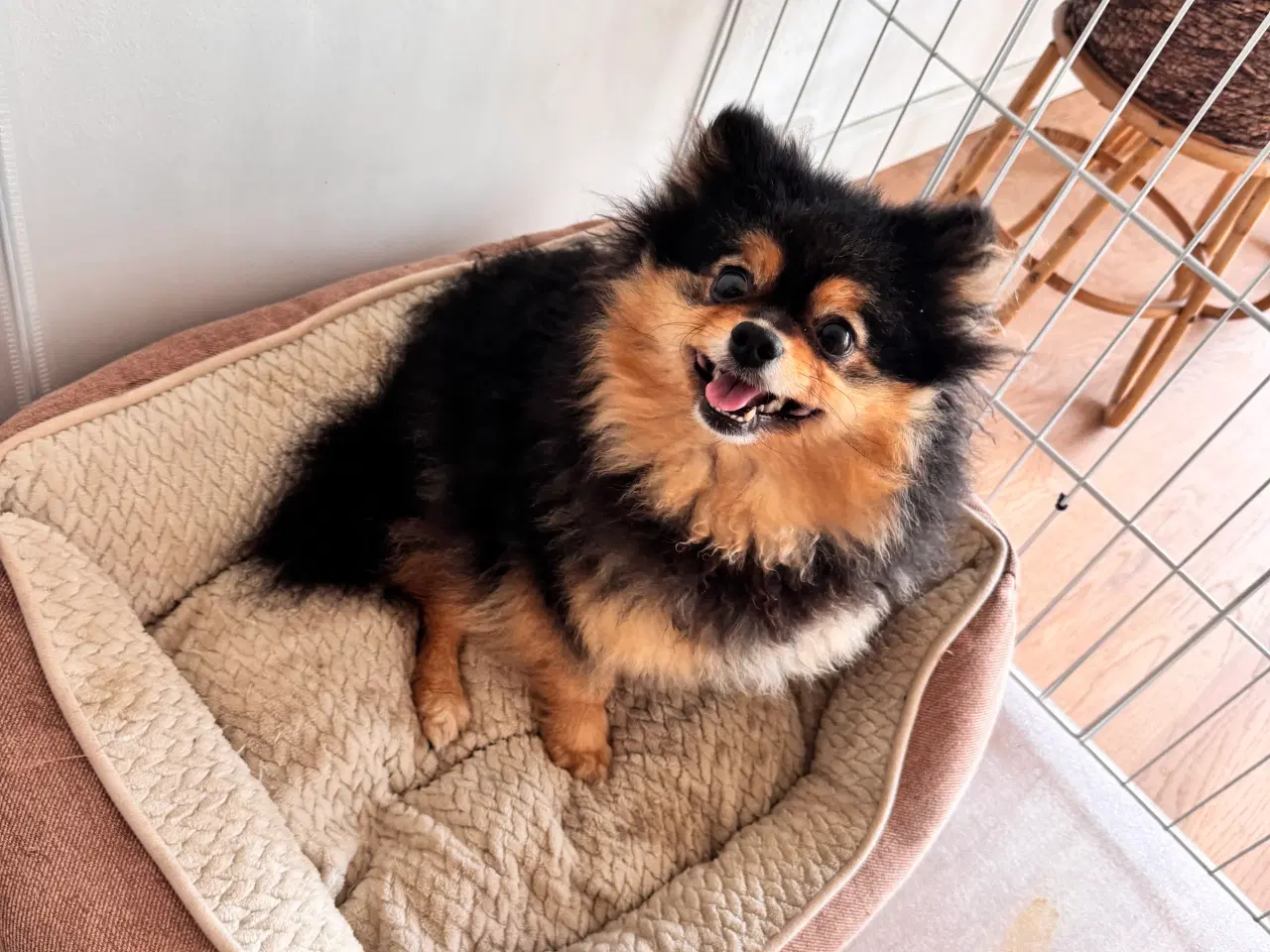 Billede 3 - Pomeranian babyer 