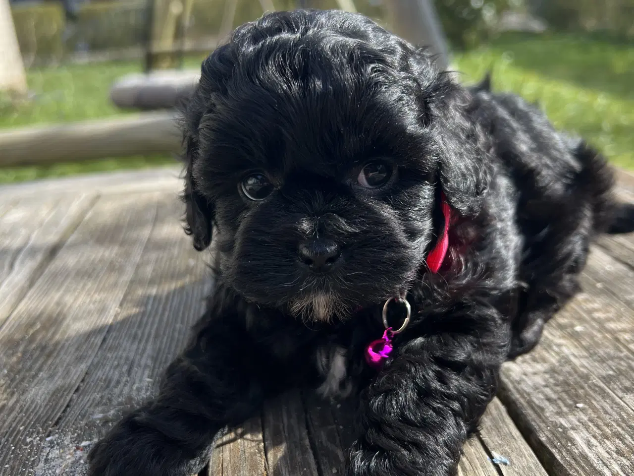 Billede 6 - Shihpoo hvalpe(Shih Tzu /Puddel 