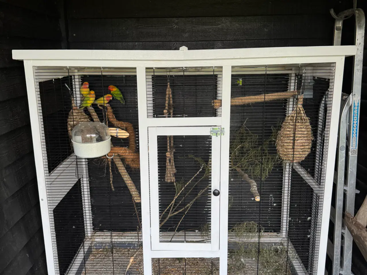 Billede 2 - Dværg papegøjer 🦜 
