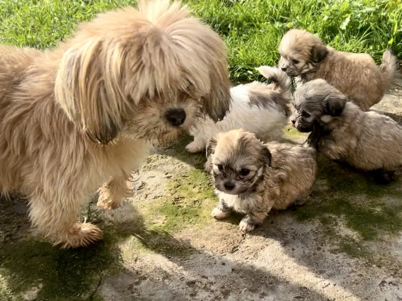 Billede 9 - Små allergivenlige og ikke fældende hundehvalpe