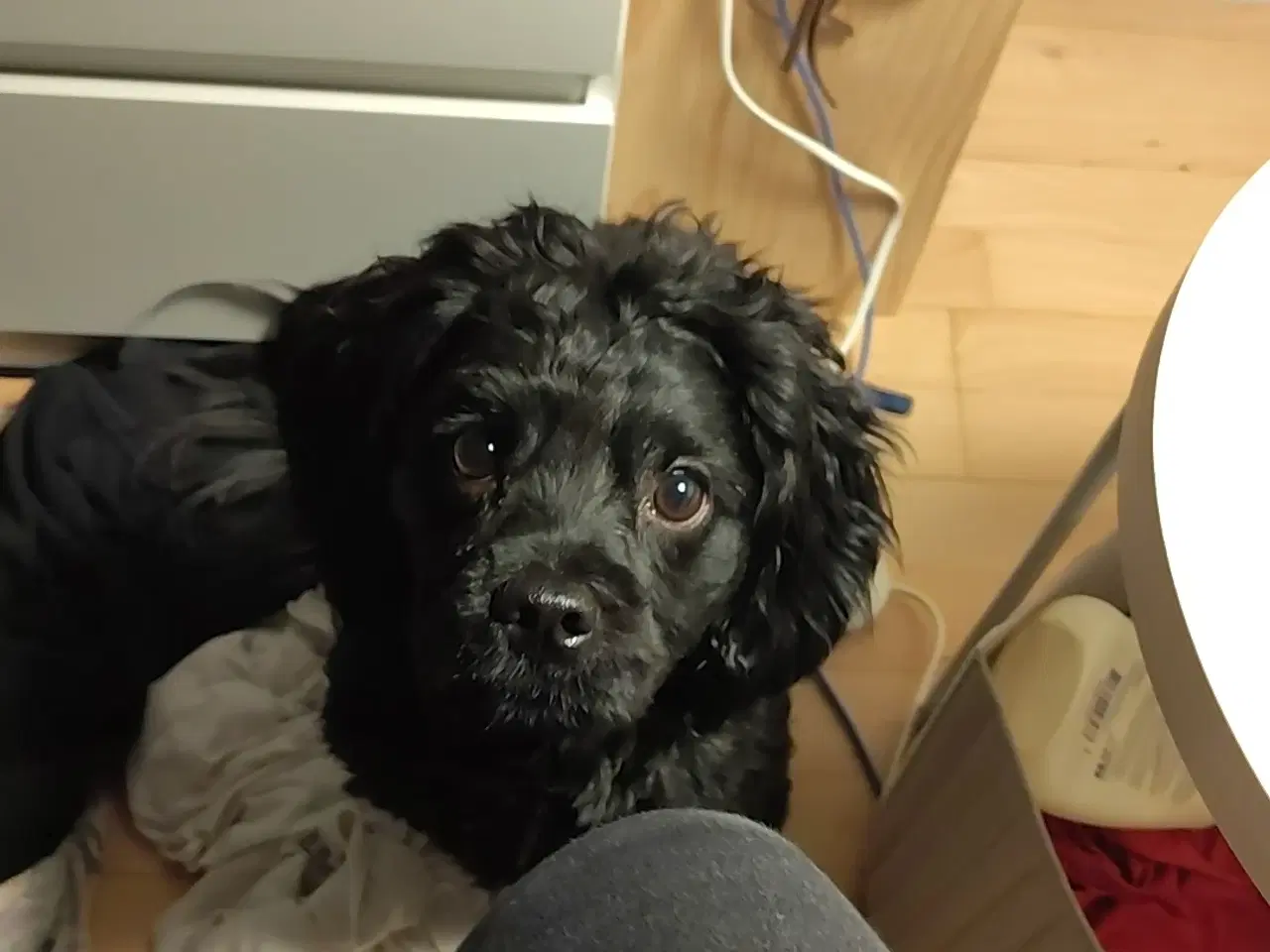 Billede 1 - Silas søger nyt hjem