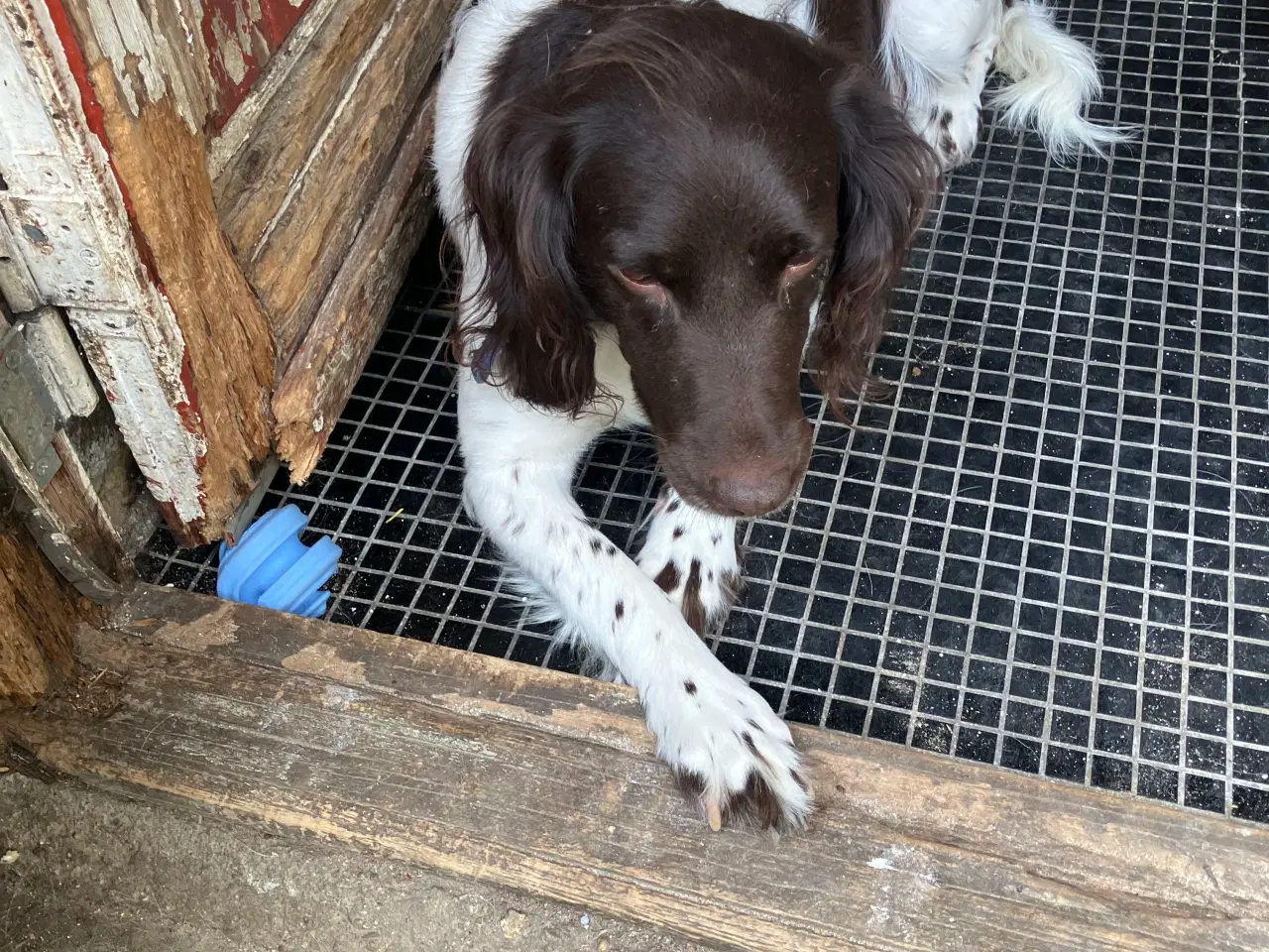 Billede 8 - Lagotto Romagnolo/ Kleiner Münsterländer 