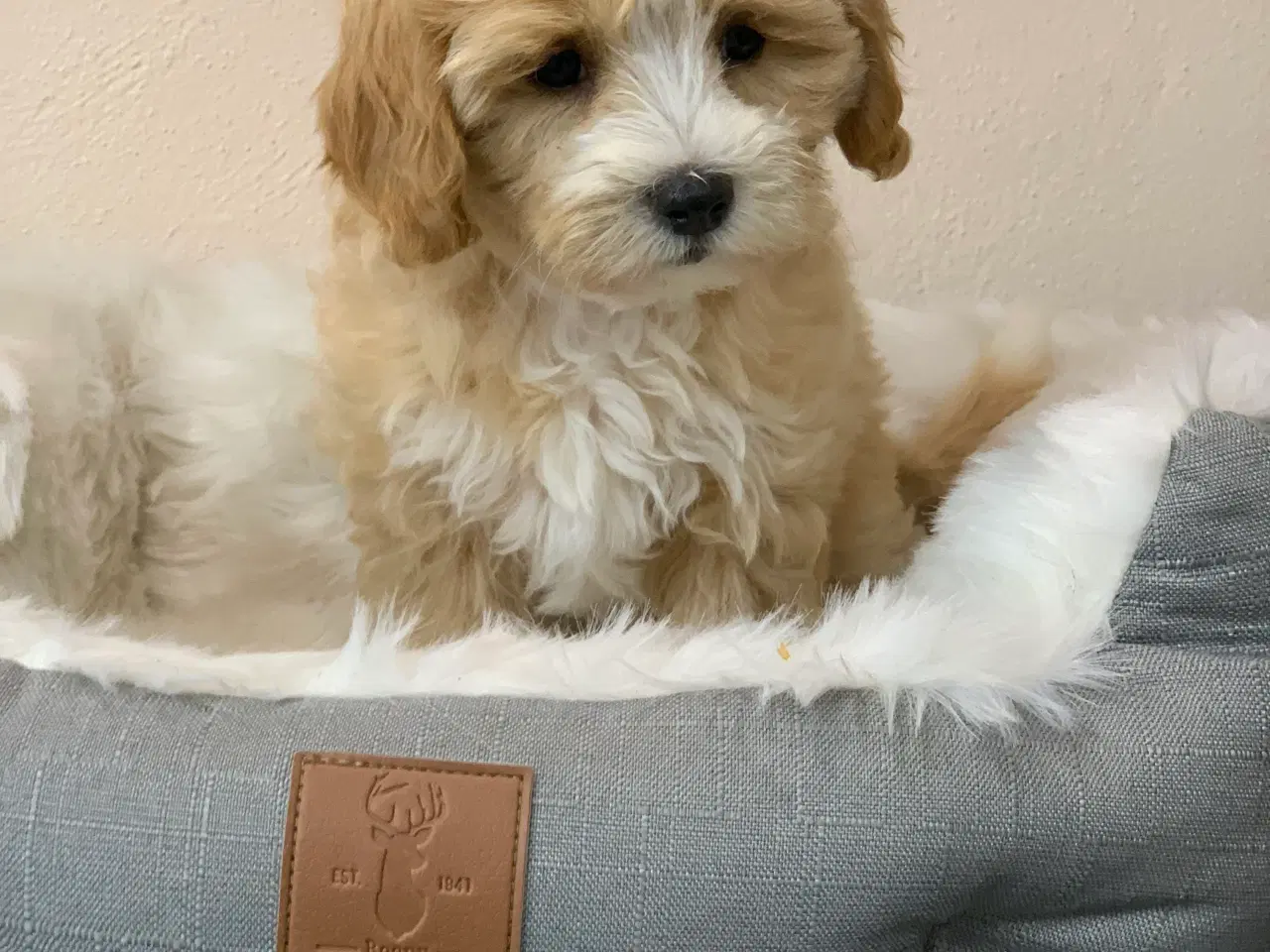 Billede 7 -  Maltipoo dreng er rejse klar nu!
