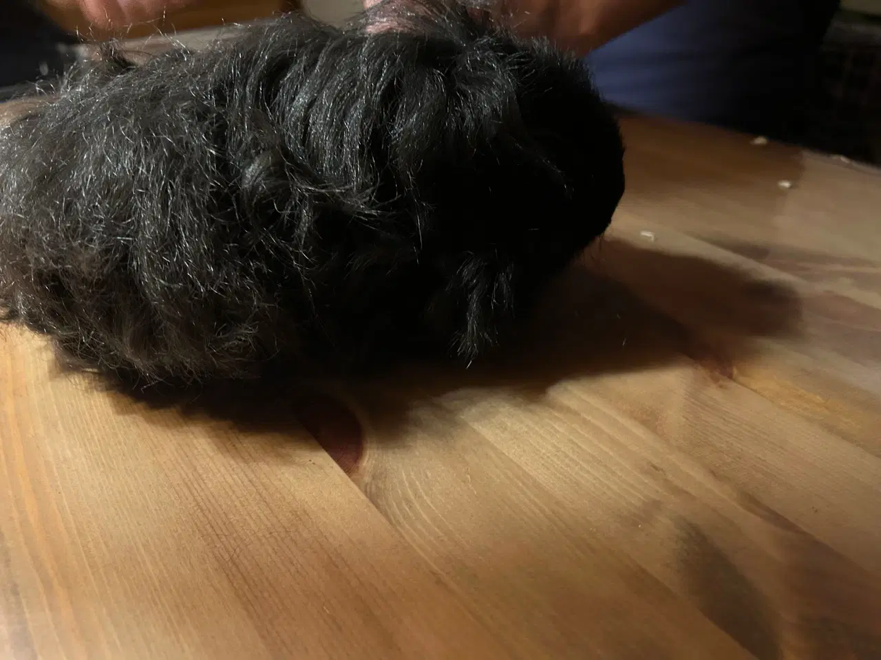 Billede 3 - Langhåret marsvin med stamtavle