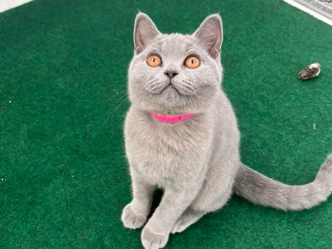 Billede 2 - Skønne British katte 