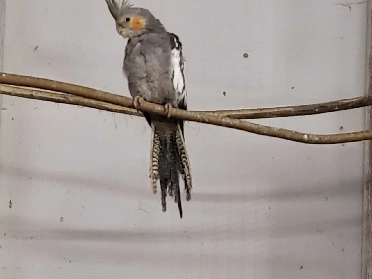 Billede 2 -  nymfe parakit