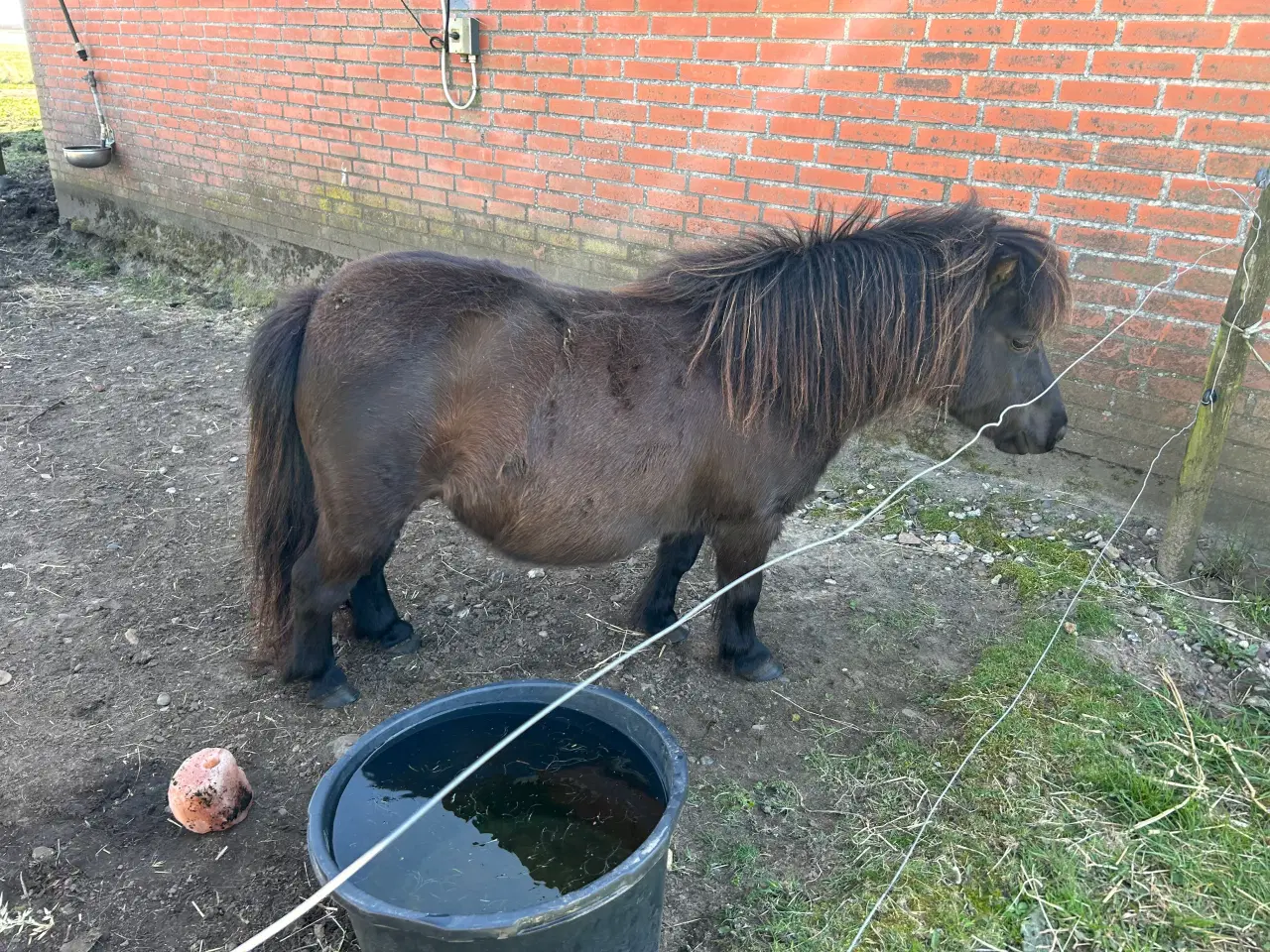 Billede 5 - minishetlænder