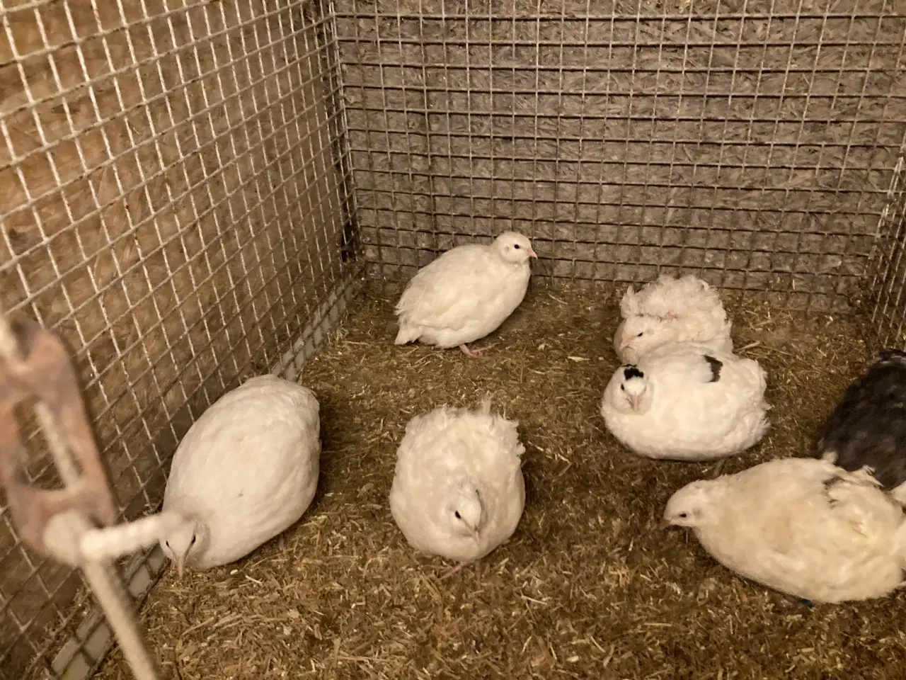 Billede 5 - Vagtel rugeæg fra japanske og franske vagtler