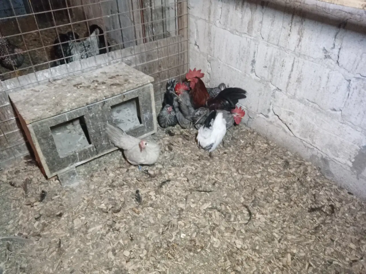 Billede 2 - Dværghøns