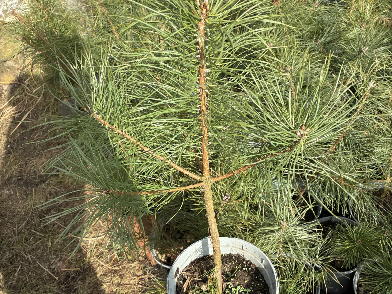 Billede 4 - Skovfyr 50-70 cm (pottegroet) 