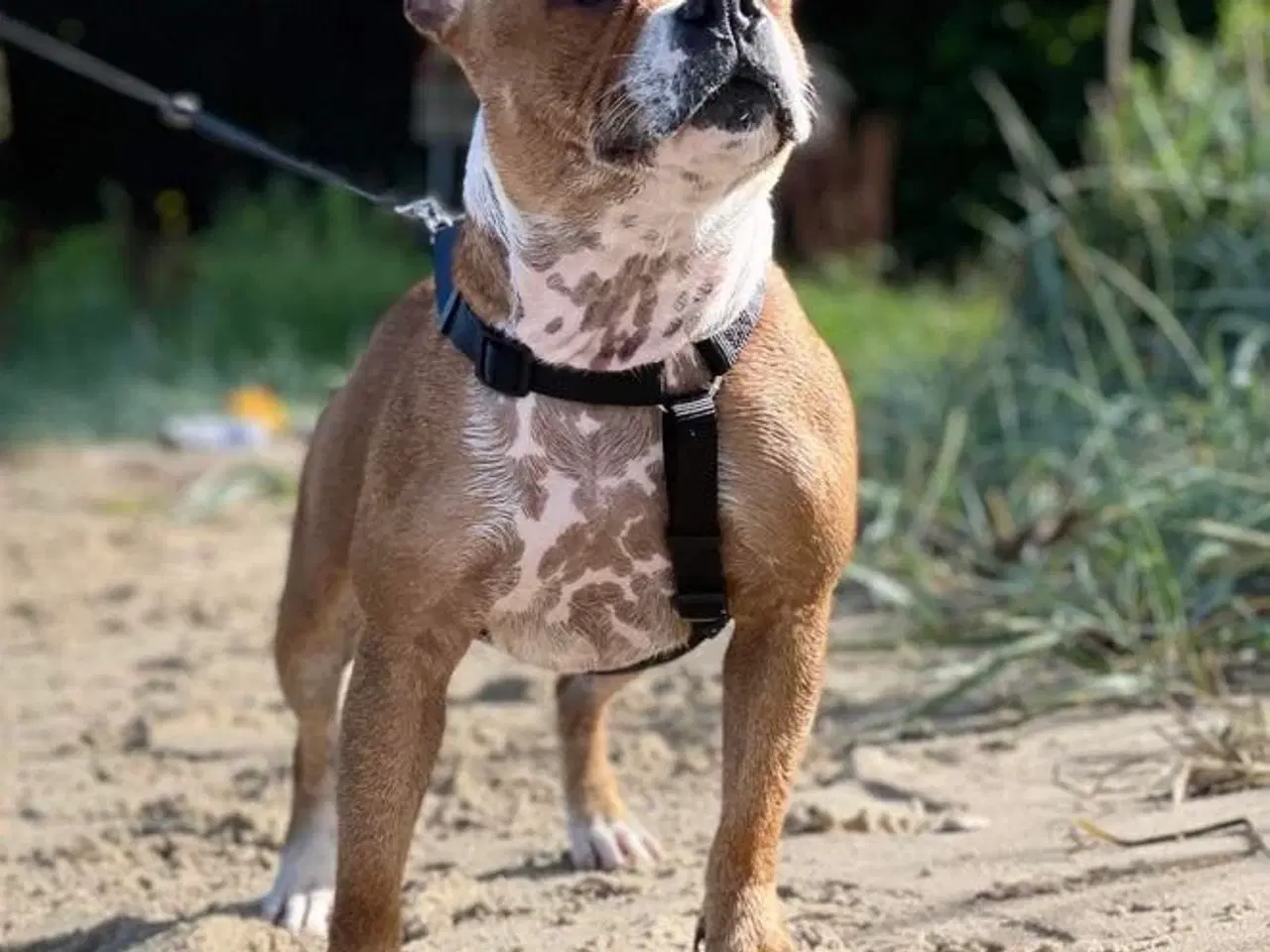 Billede 10 - Staffordshire Bull Terrier hvalpe med DKK tavle