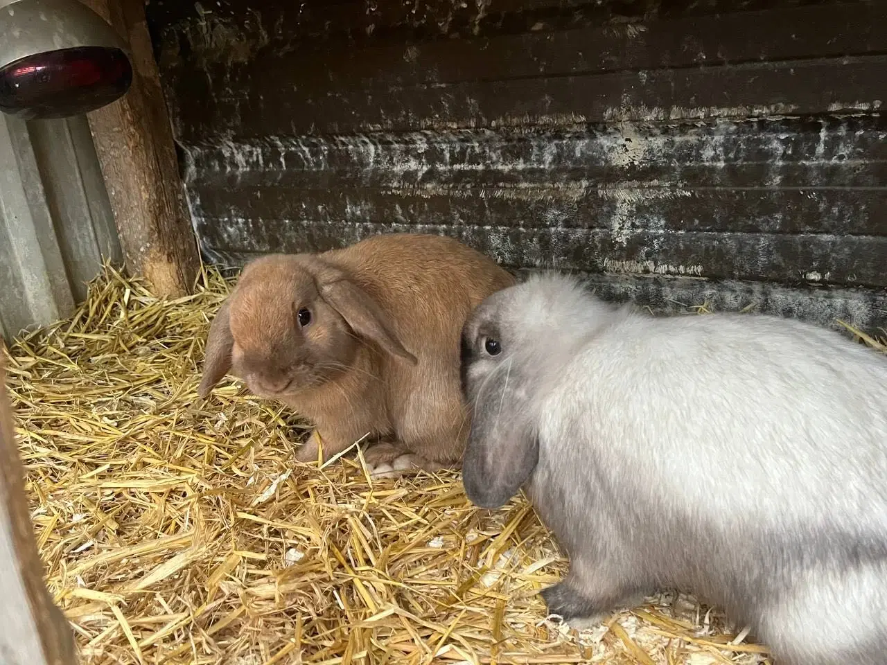 Billede 1 - Ung Hankanin sælges 