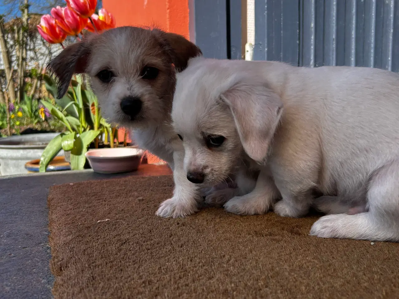 Billede 1 - Bichon frise/chihuahua/malteser hvalpe