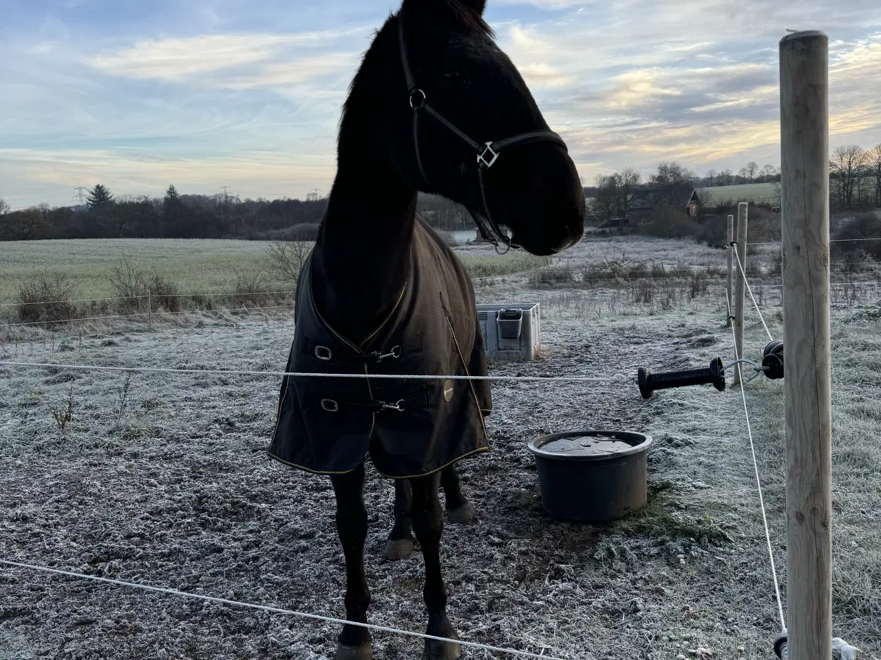 Billede 2 - Ældre DV hoppe søger sidste hjem❤️