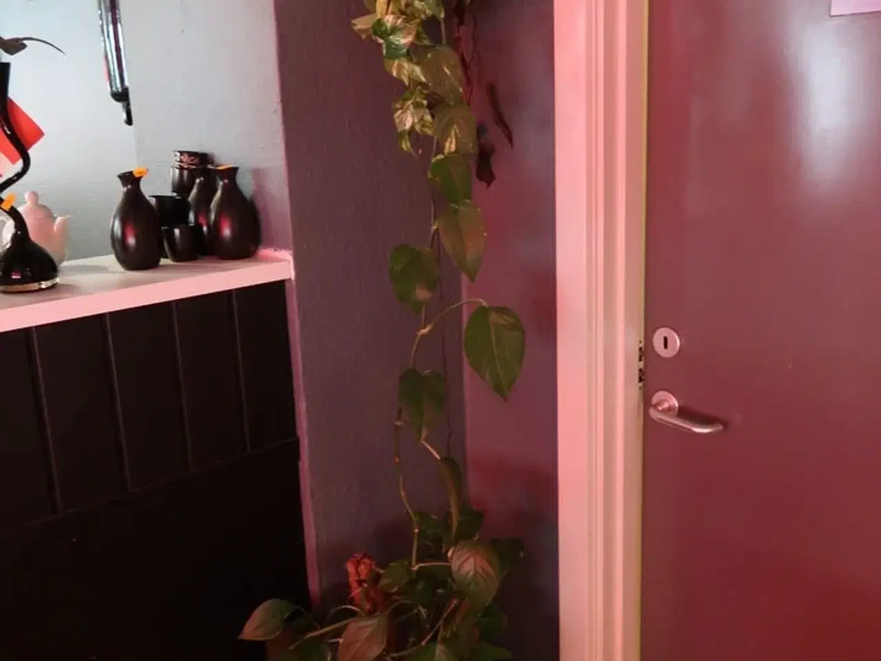 Billede 1 - 2 stk. planter i krukker