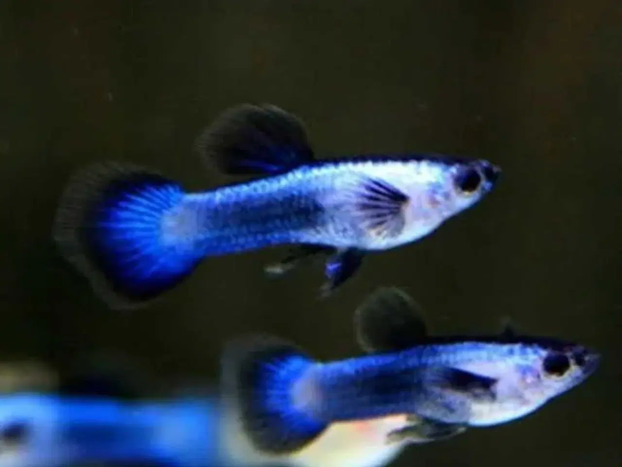 Billede 1 - Blue panda guppy