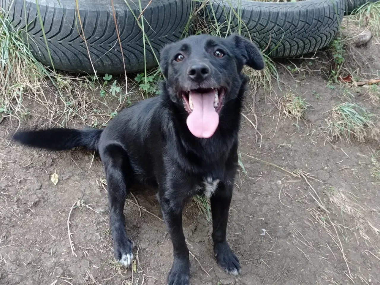 Billede 7 - Negra - Glad mild unghund 