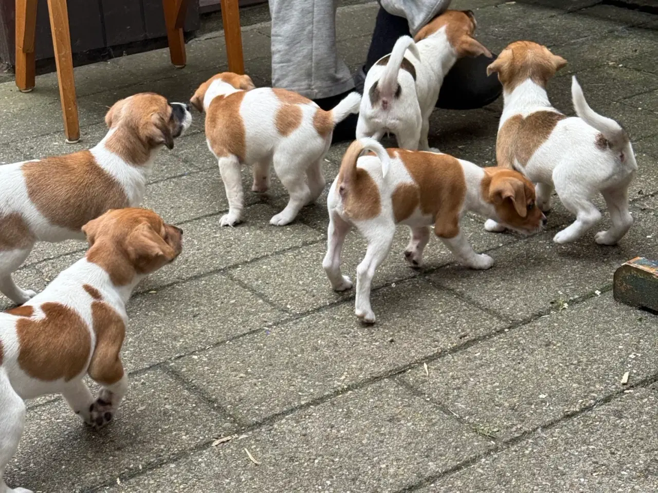 Billede 2 - Dansk Svensk gårdhund