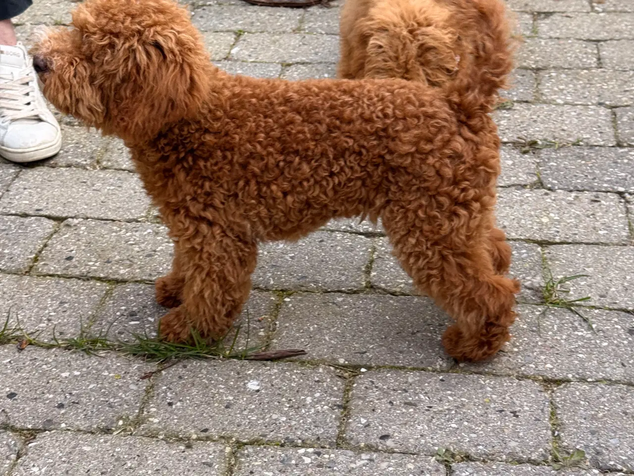 Billede 2 - Maltipoo han hvalp på næsten 6 måneder sælges. 