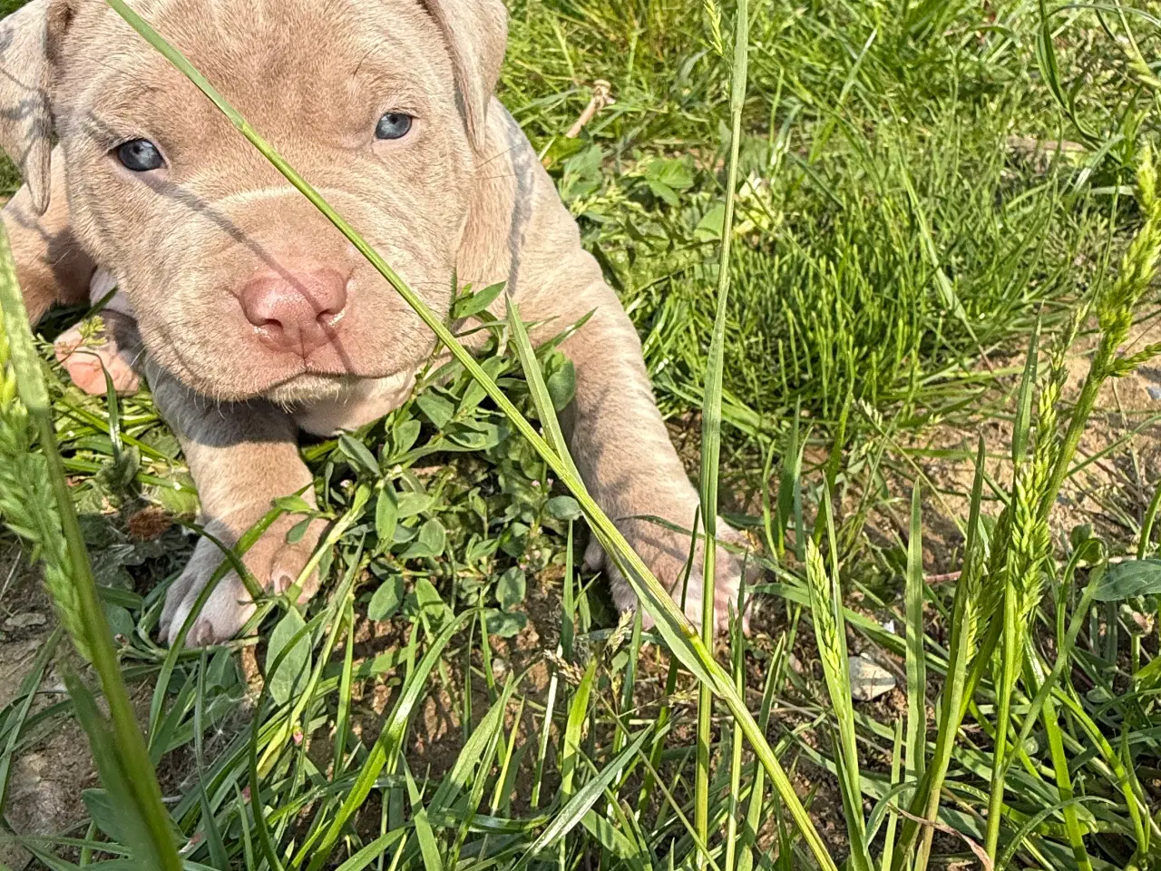 Billede 4 - Smukke American Bully XL-hvalpe med stamtavle ❤️