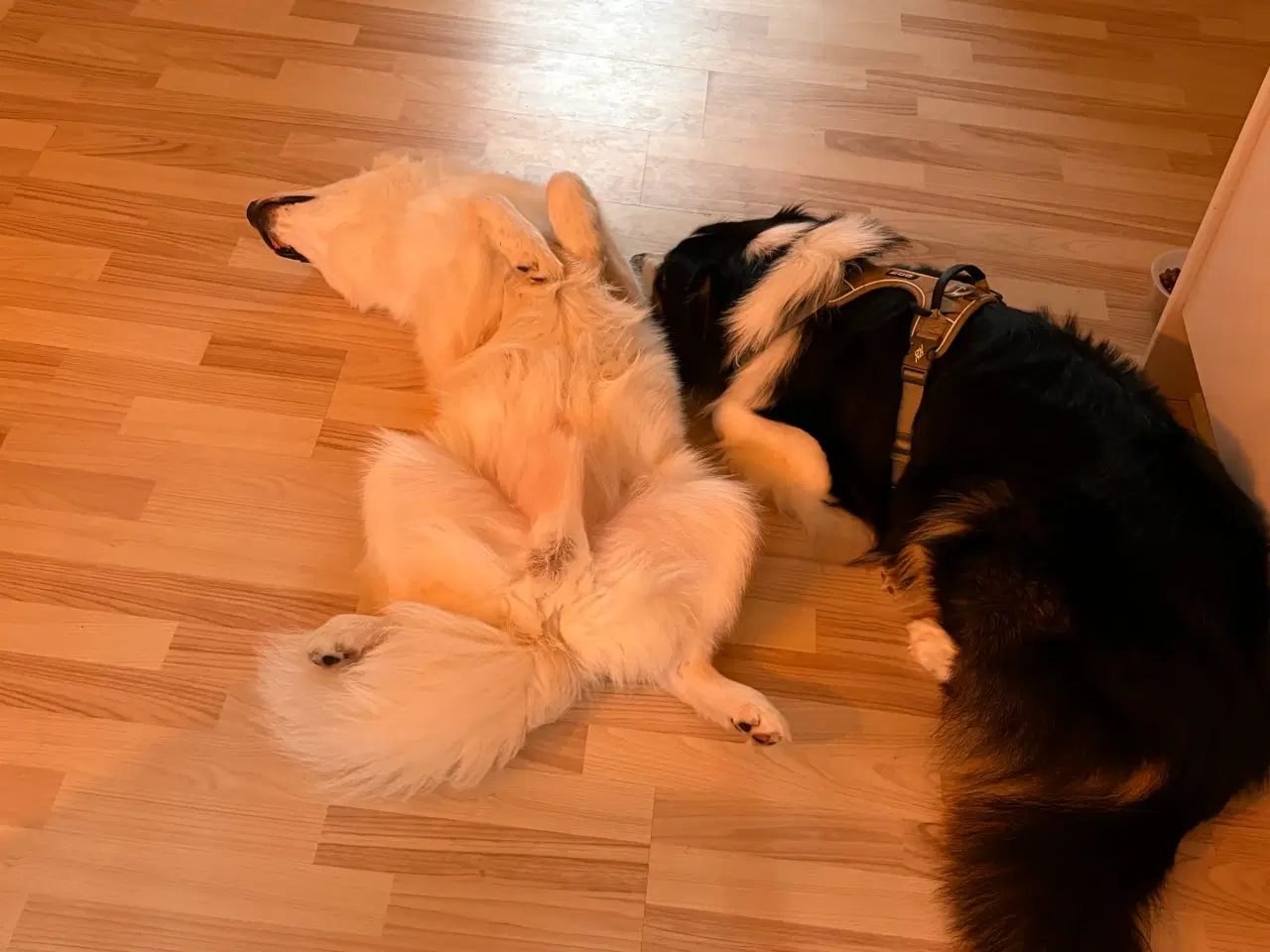 Billede 7 - Samojede spids 