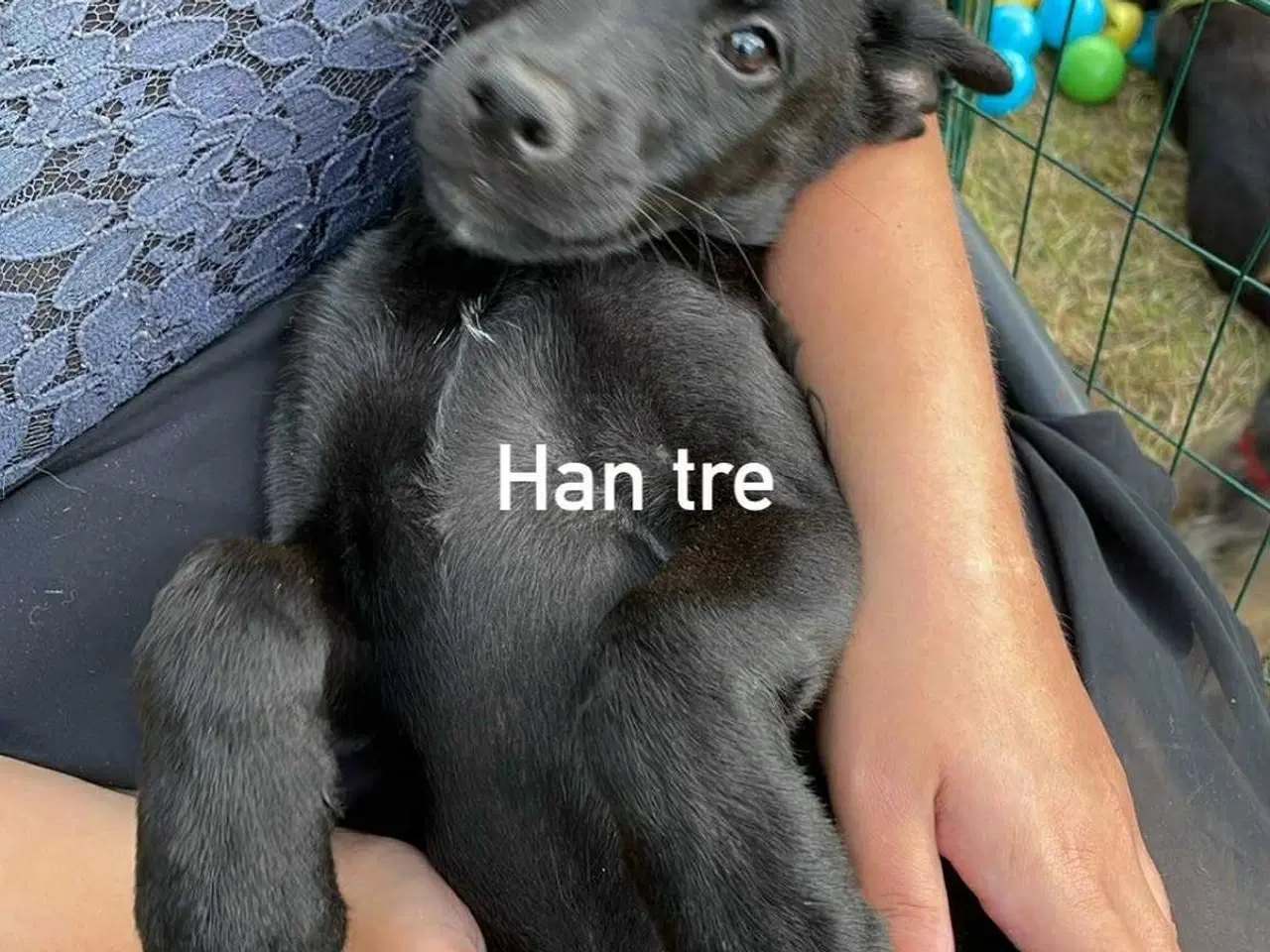 Billede 1 - De dejligste hvalpe sælges 