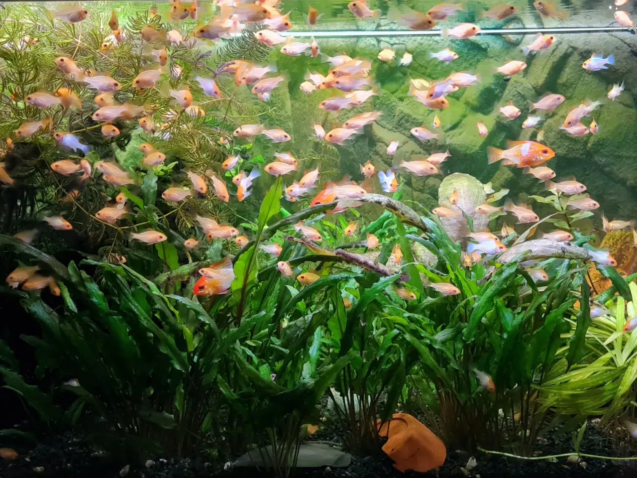 Billede 5 - Sommerfuglecichlider (Mikrogeophagus ramirezi) 