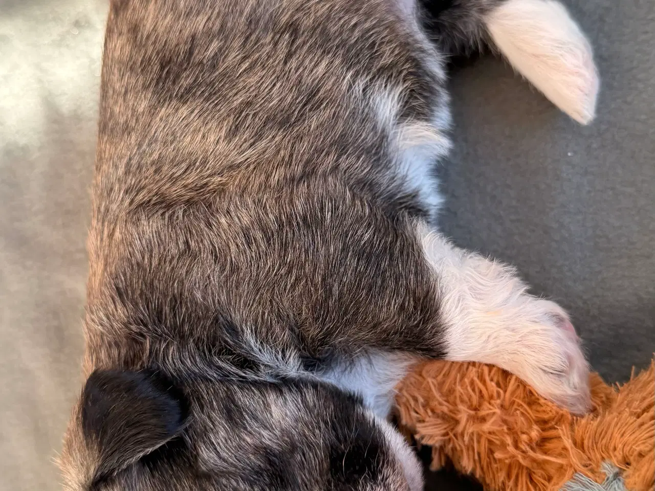 Billede 13 - 🐶 De skønneste familievenlige blandingshvalpe