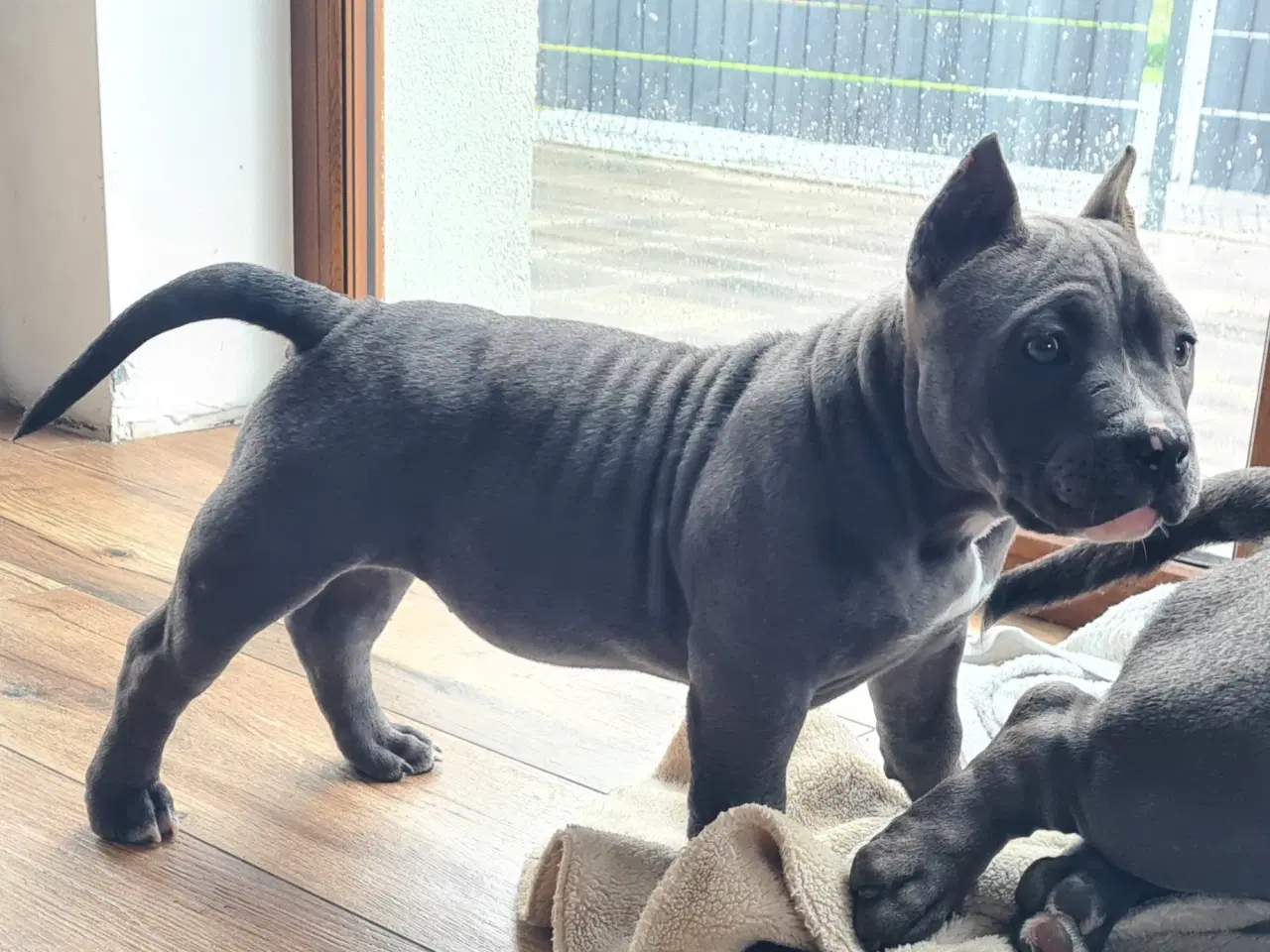 Billede 8 - American Bully Pige abkc 