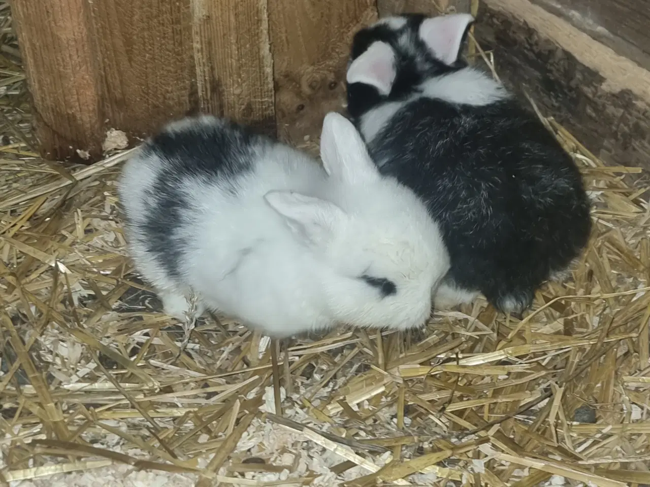 Billede 3 - Dværgvædder hun unge