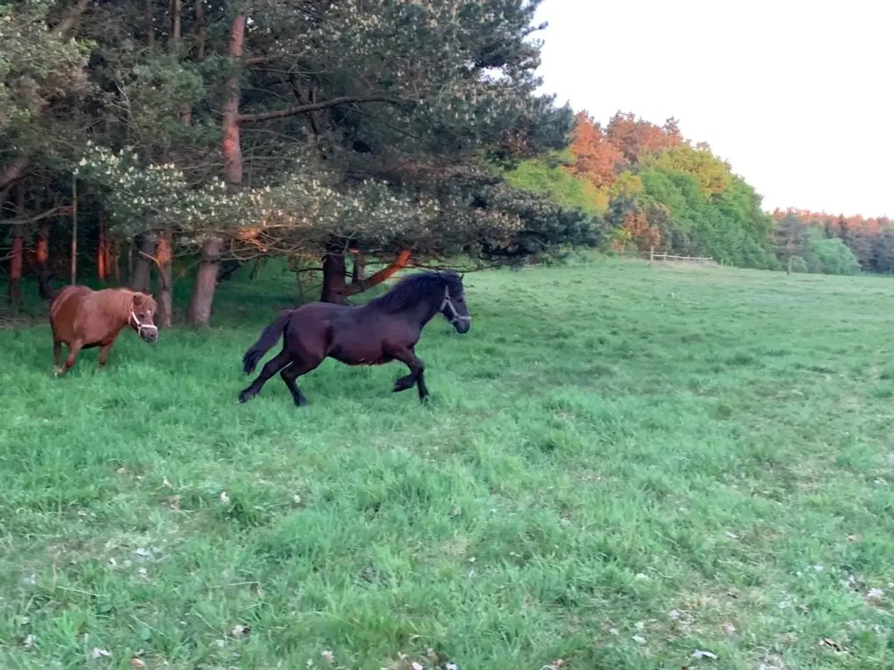 Billede 2 - Spændende Hingsteplag