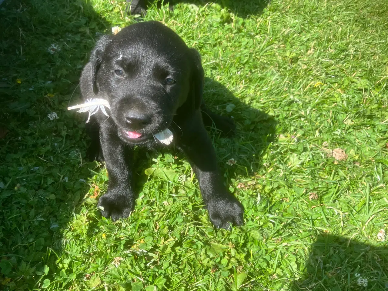 Billede 4 - Ægte labrador hvalpe