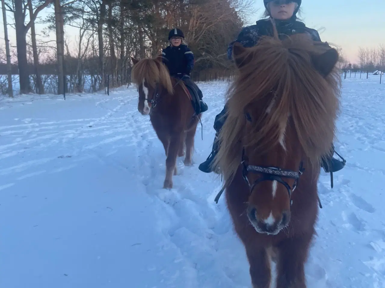 Billede 4 - Super dejlig islænder hoppe 