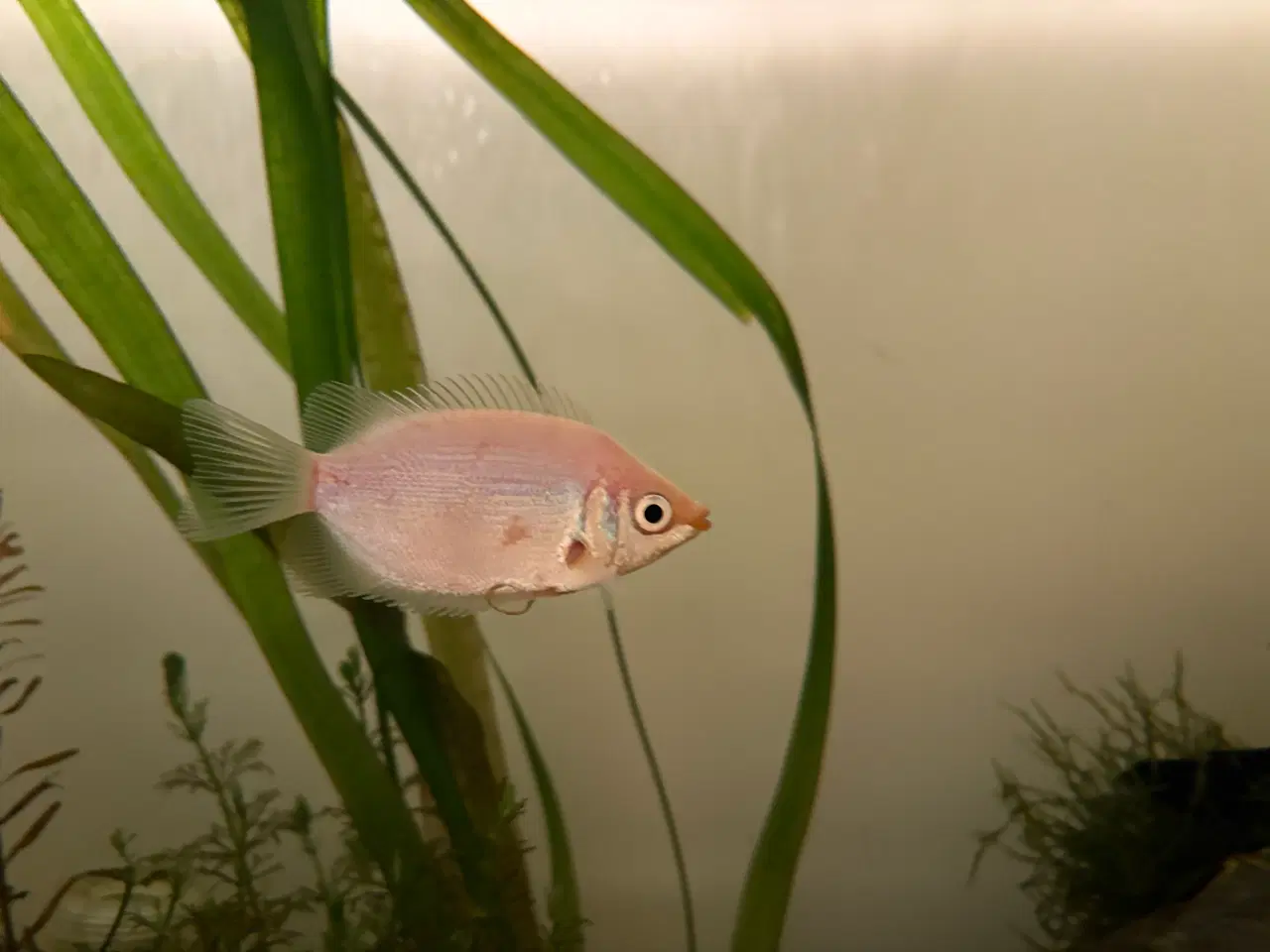 Billede 2 - Kyssegurami søger ny balje