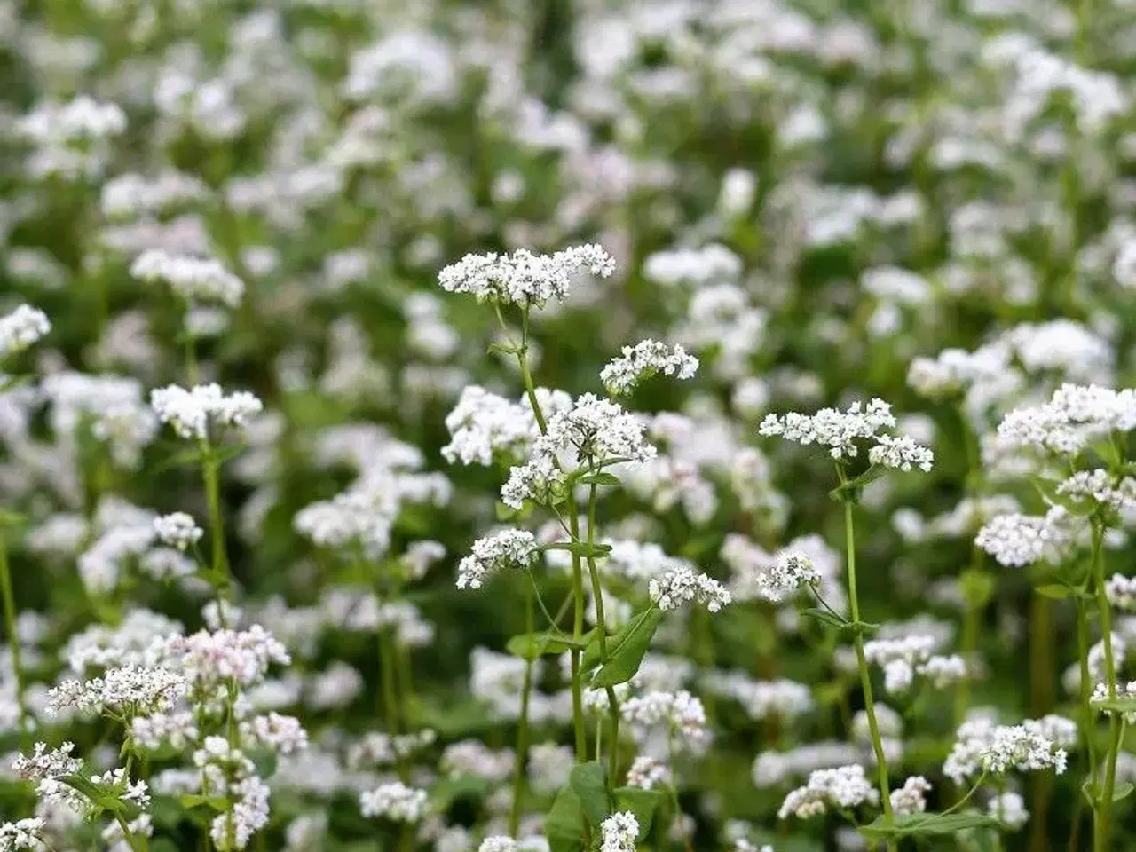 Billede 8 - PAS PÅ NATUREN med smukke blomster -så nu!