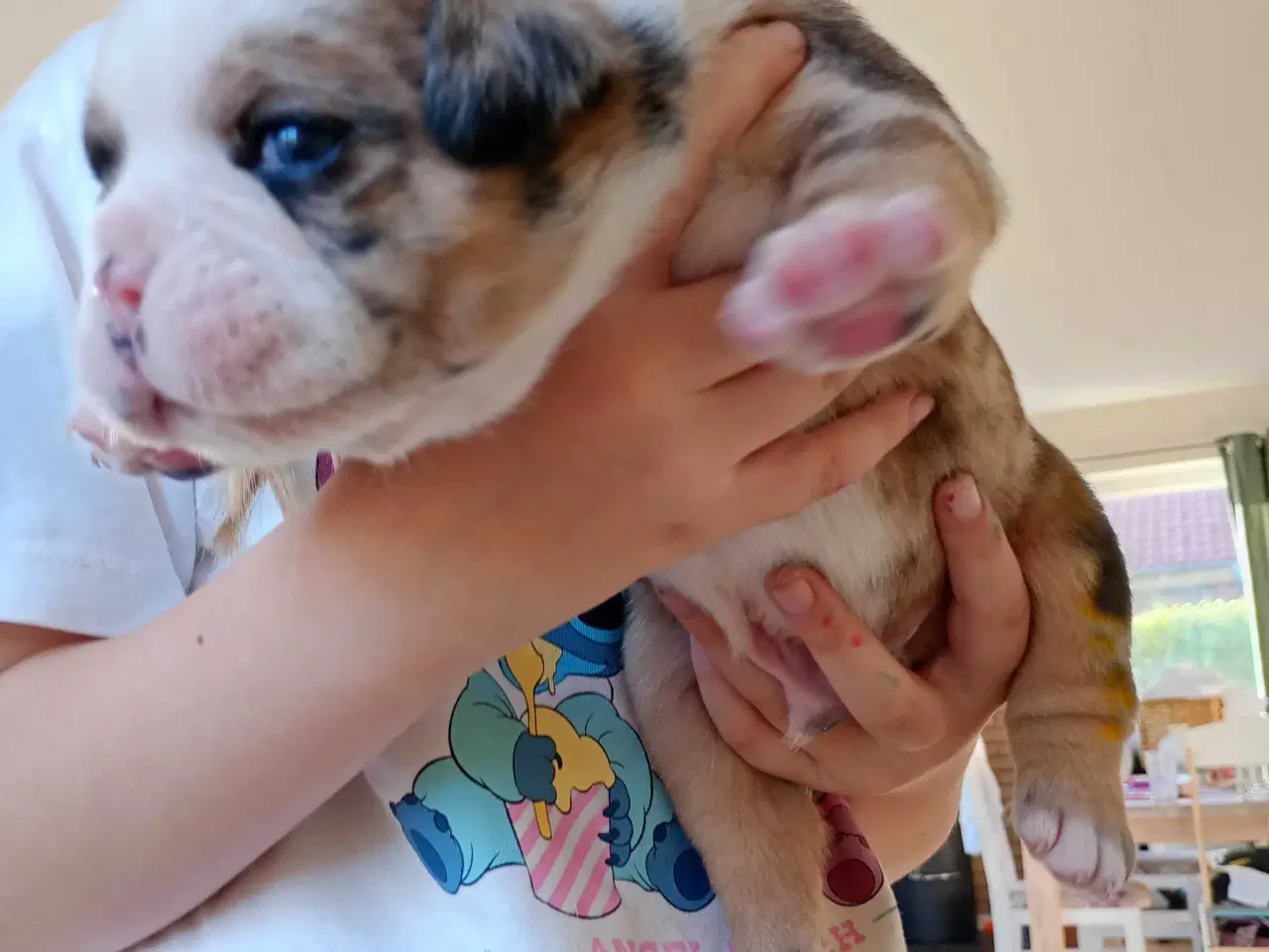 Billede 2 - Små engelsk bulldog hvalpe 