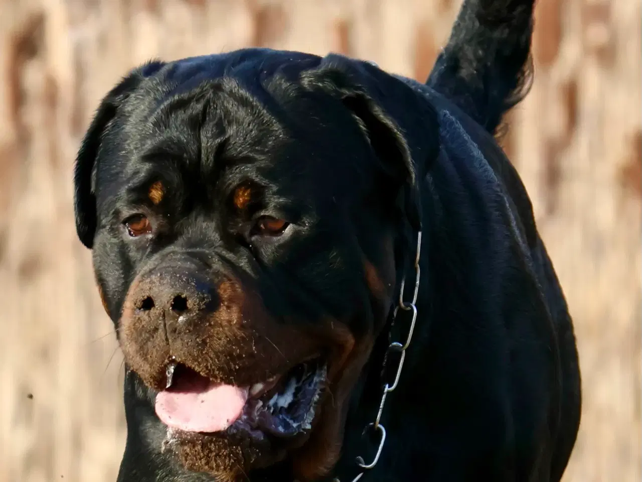 Billede 8 - M.B´Rottweiler Hvalpe