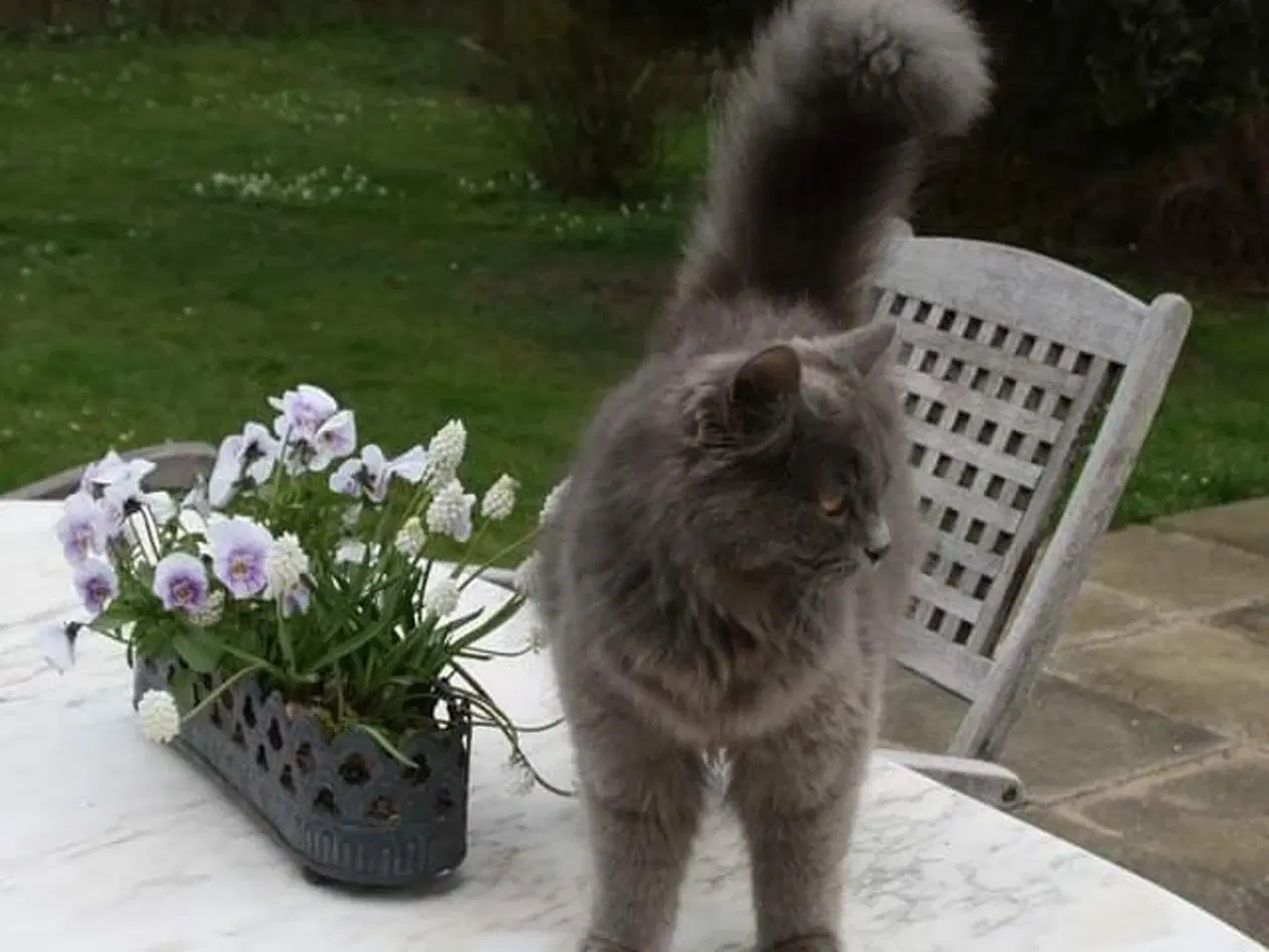 Billede 2 - Ældre hankat søger kærligt hjem