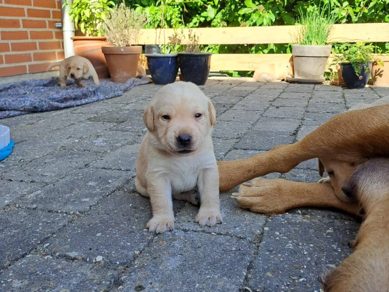 Billede 1 - Labrador hvalpe Sælges 
