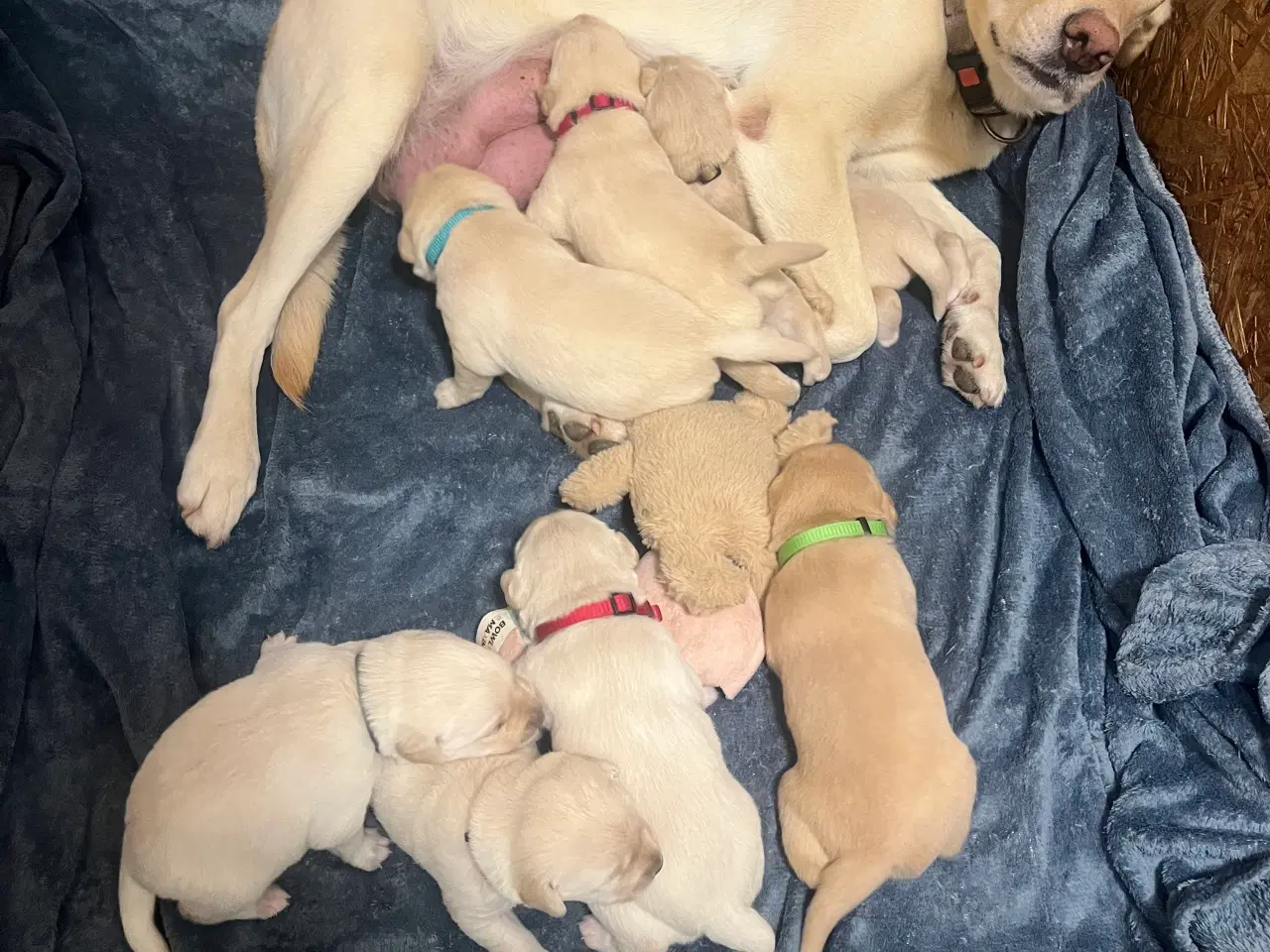 Billede 2 - 8 skønne Golden Retriever /F1 hvalpe 