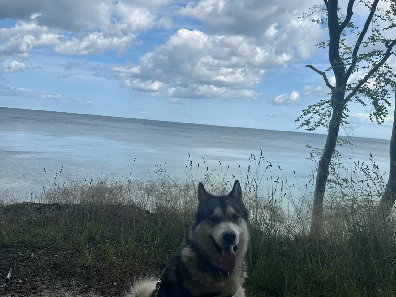 Billede 1 - Alaskan malamute 2 år