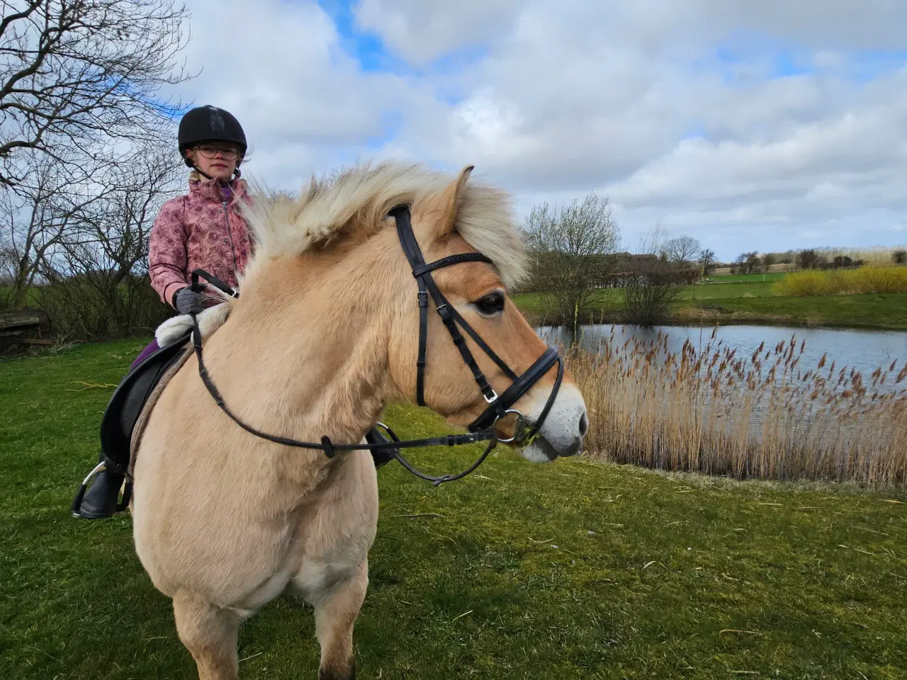 Billede 9 - Fjordhest/Nordbagger