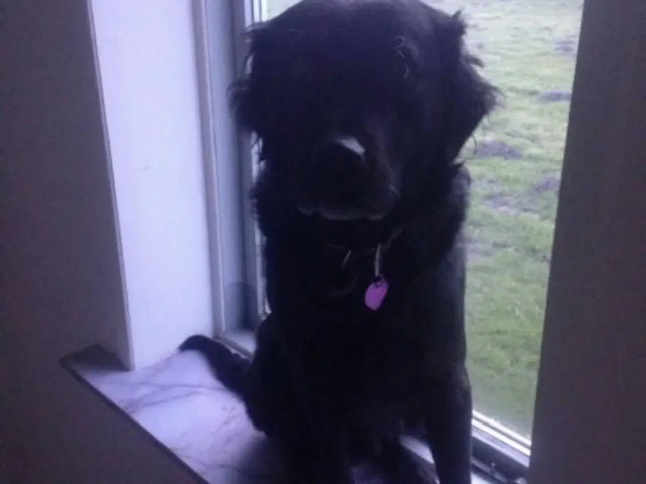 Billede 2 - Hund søges 